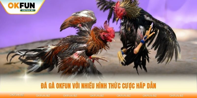 Tham gia đá gà OKFUN với nhiều hình thức cược hấp dẫn
