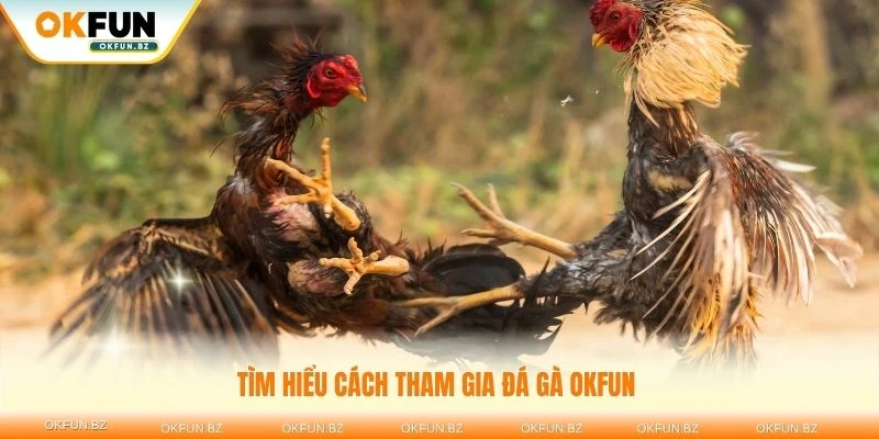 Tìm hiểu cách tham gia đá gà OKFUN dễ dàng cho người mới